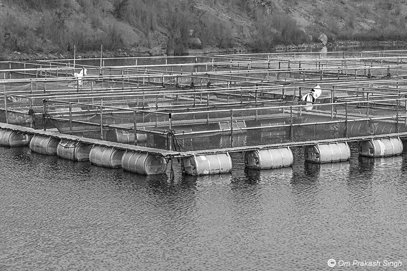 the cage unit of the fish farm at Nandna village, Dumka district, Jharkhand, showing the GI-pipe frames fitted above floating empty PVC barrels